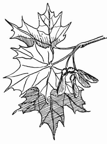 Coloring page maple