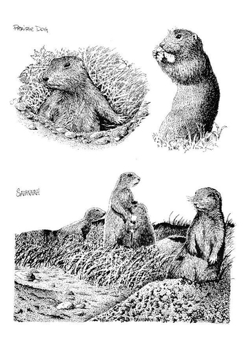 meerkat