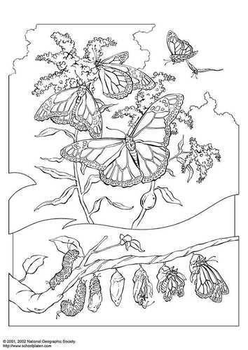 monarch butterfly