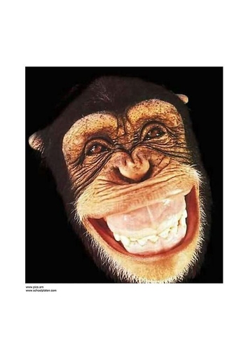 monkey 3