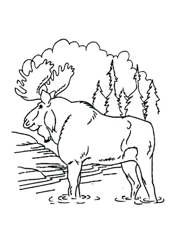 moose