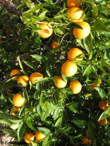 oranges