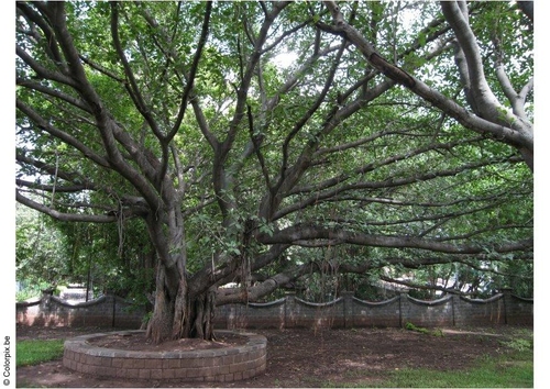 Park Puna, Ghandi Museum