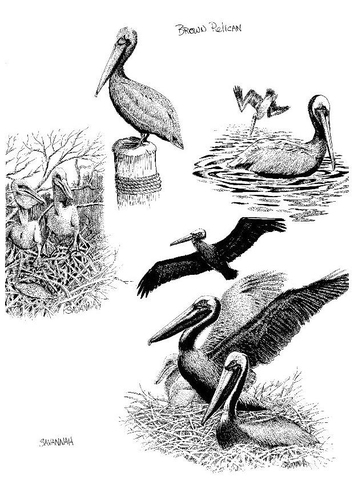 pelican