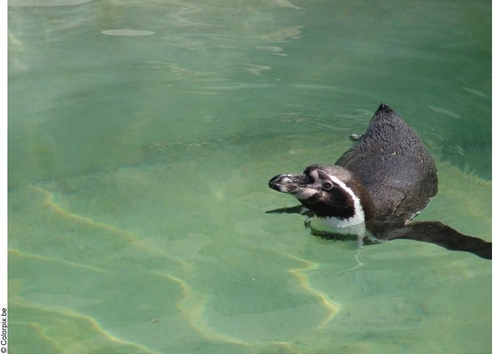 penguin