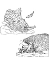 aquatic food chain