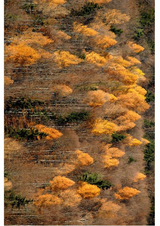 Autumn in the woods