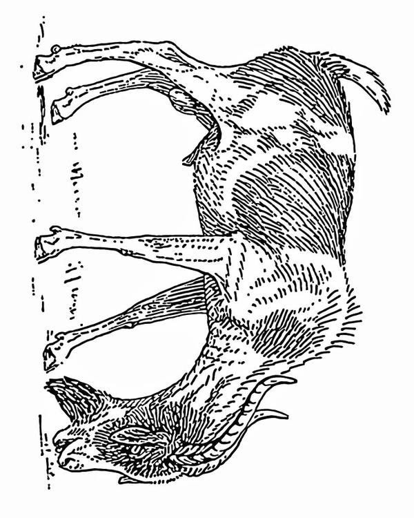 bearded goat