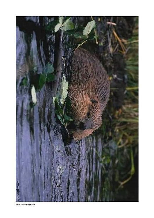 beaver