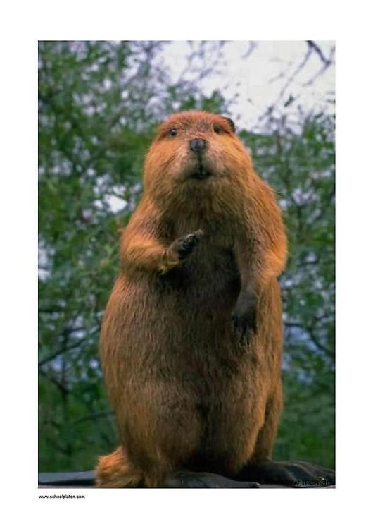 beaver 