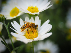 Photos bee on flower