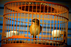 Photos bird in cage - captivity