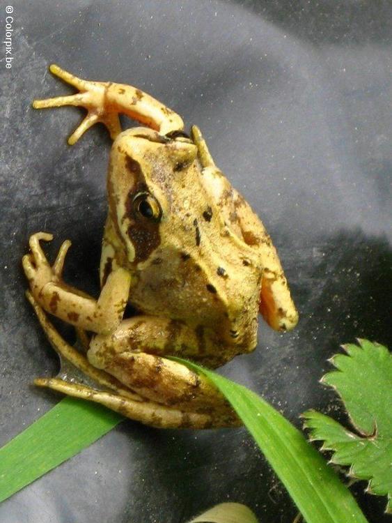 brown frog 