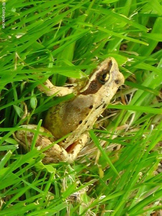 brown frog