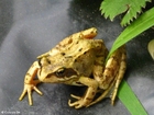 Photos brown frog 