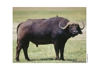 Photos buffalo