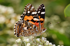 Photos Butterfly - Australian painted lady