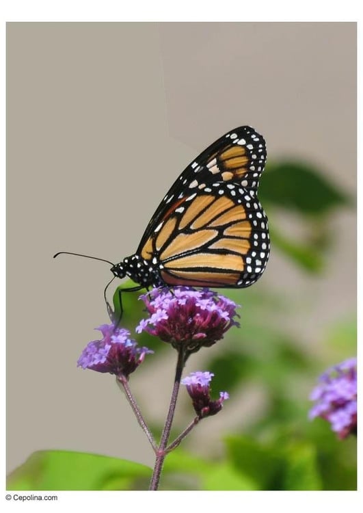 Photo butterfly