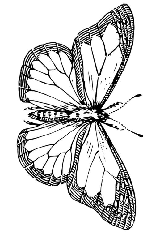 butterfly