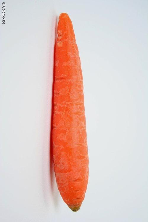 carrot