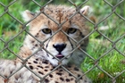 Photos cheetah in cage