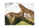 Photos cheetah