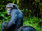 Photos chimpanzee