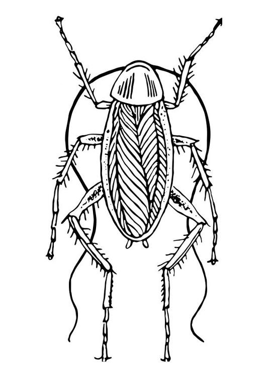 Cockraoch