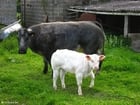 Photos cow with calf