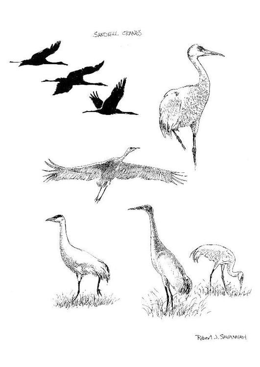 cranes