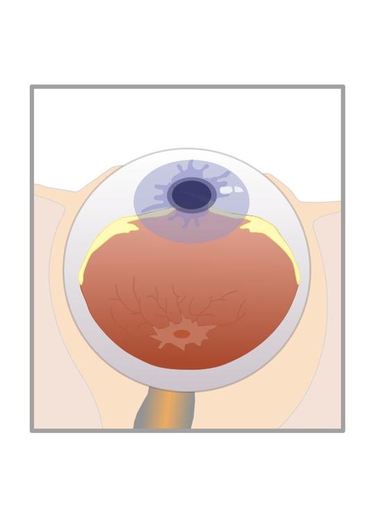 cross section egg