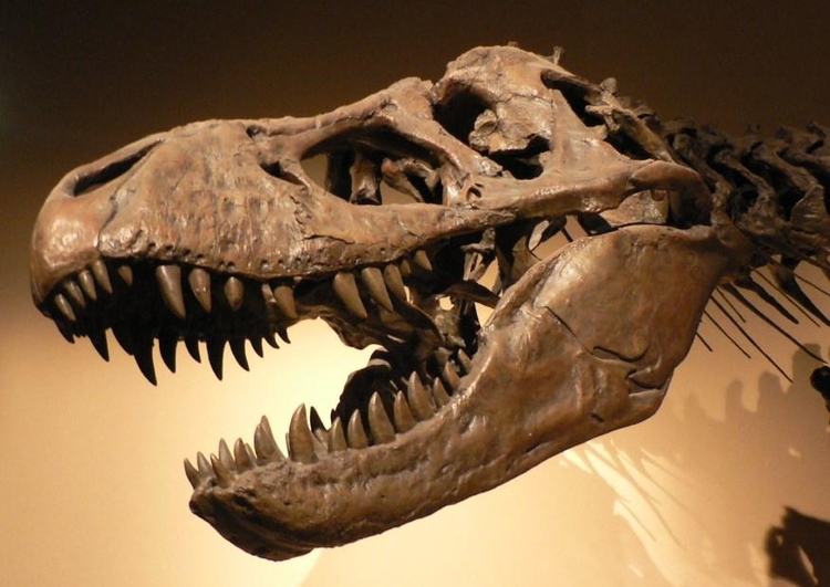 Photo dinosaur skull t-rex