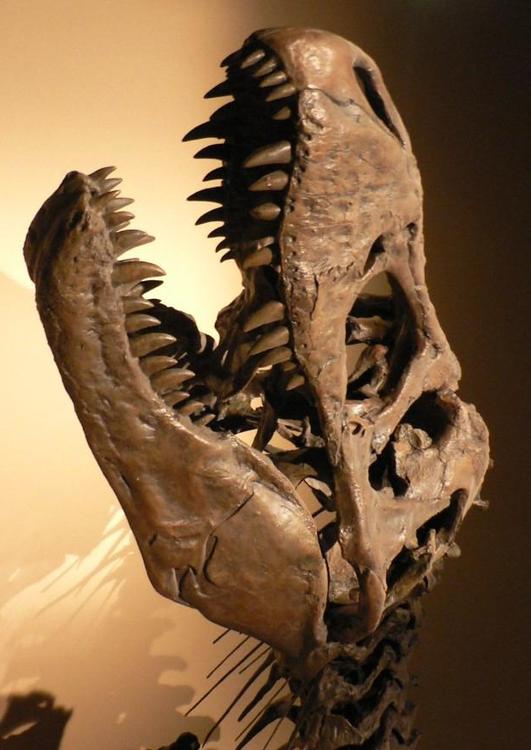 dinosaur skull t-rex