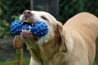 Photos dog with toy