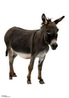Photos donkey