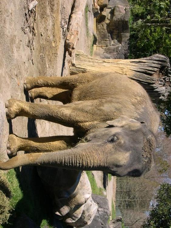 elephant