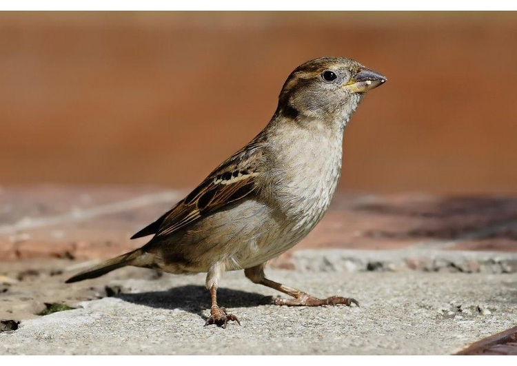 Photo female sparrow
