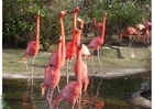Photos flamingos