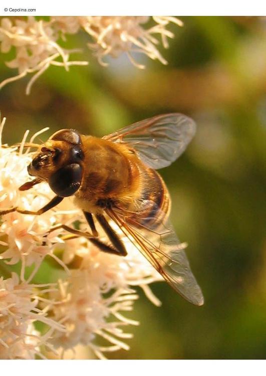 fly - hoverfly