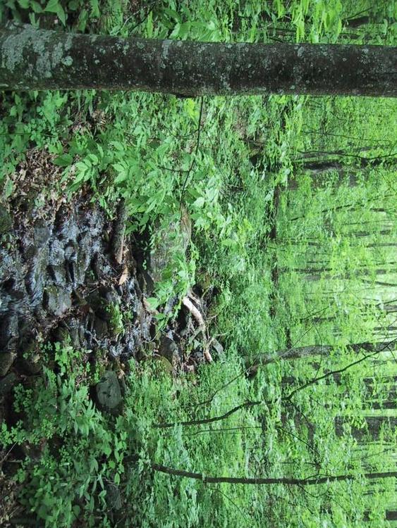 forest