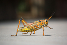 Photos grasshopper