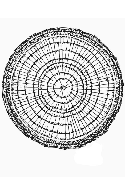 growth rings
