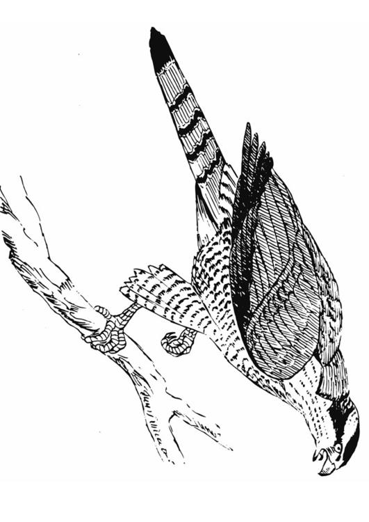 hawk