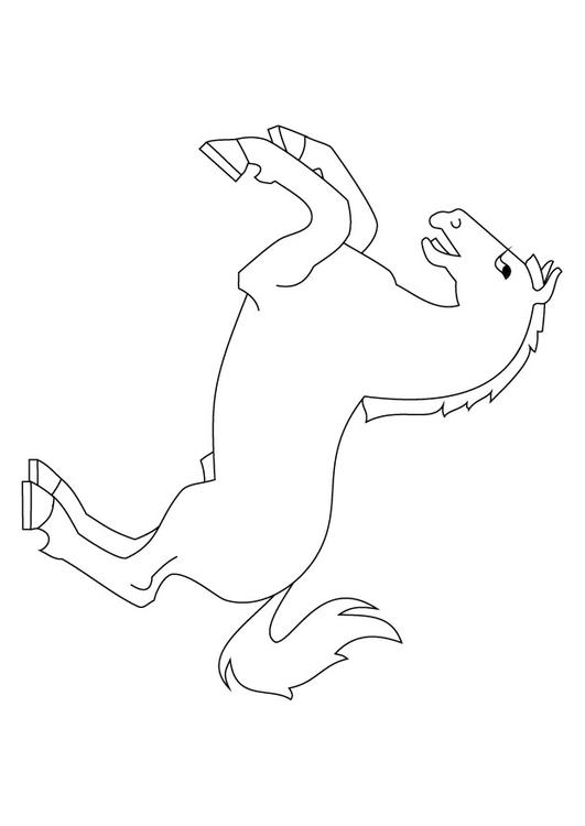 horse on haunches