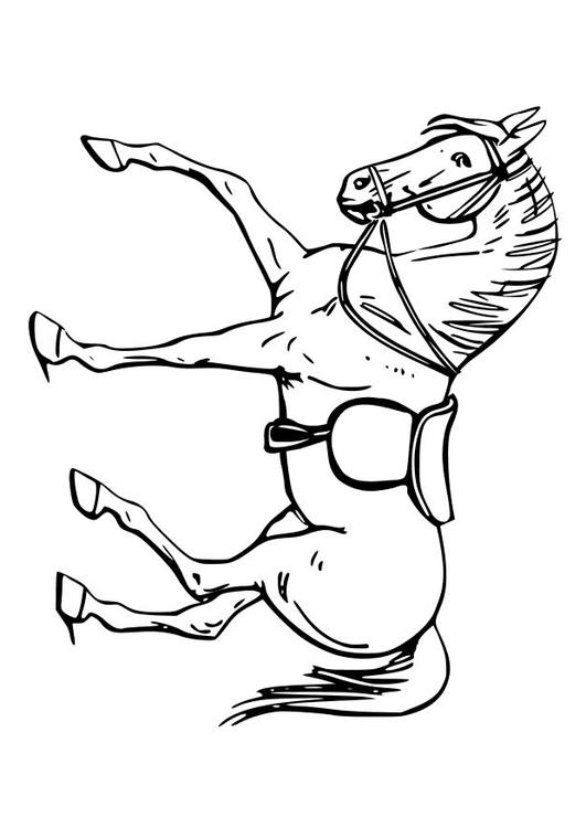 horse