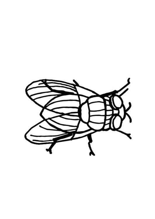 housefly