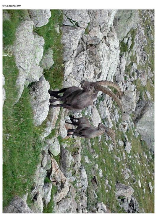 ibex