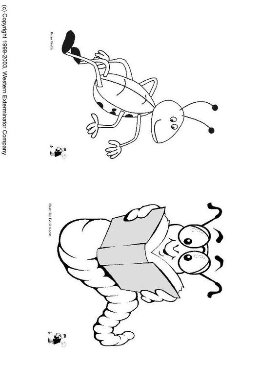 insects