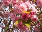 Photos japanese cherry tree