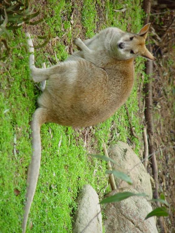 kangaroo